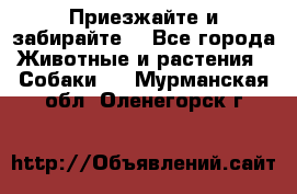 Приезжайте и забирайте. - Все города Животные и растения » Собаки   . Мурманская обл.,Оленегорск г.